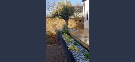 Olivier dans jardinière Olivier dans jardinière