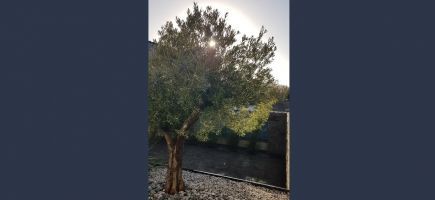 Plantation Olivier-56-Morbihan Plantation Olivier-56-Morbihan