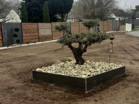 Jardinière Olivier taillé en nuages paysagistes 56 Morbihan Vannes