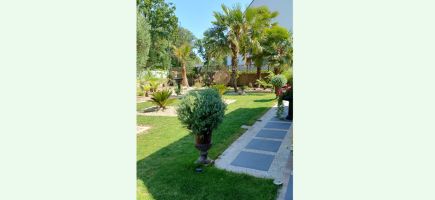 Jardin de ville palmier Morbihan 56 Vannes Auray Jardin de ville palmier Morbihan 56 Vannes Auray