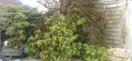 Massif avant travaux Massif avant travaux