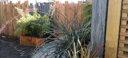 Hesperaloe avec sa floraison Hesperaloe avec sa floraison