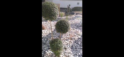 Végétaux taillés en boules Végétaux taillés en boules