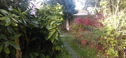 cheminement existant entre les arbustes cheminement existant entre les arbustes