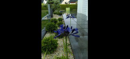 Agapanthes