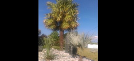 Végétaux éxotiques autour terrasse