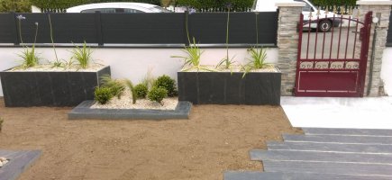 Agapanthes et buis dans jardinières Agapanthes et buis dans jardinières