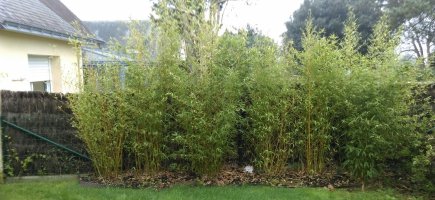 avant travaux: les bambous  avant travaux: les bambous