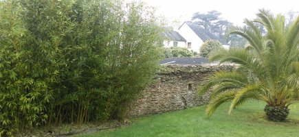 bambous et palmier bambous et palmier