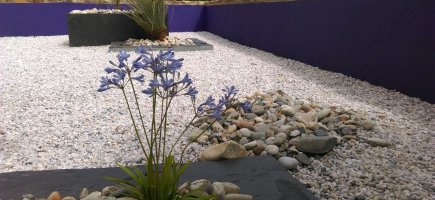 agapanthe sur mur violet agapanthe sur mur violet