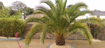 les bambous et le phoenix nouvellement cadré par de l'ardoise les bambous et le phoenix nouvellement cadré par de l'ardoise