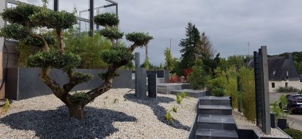 Olivier taillé en nuage sur sable d'ardoise